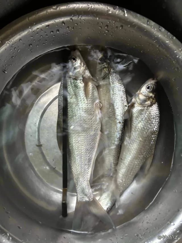 似鱎钓获 南京市 0.8kg