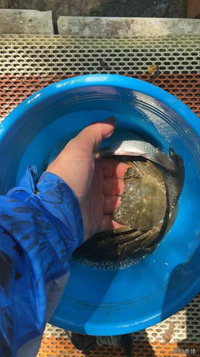 食蟹豆齿鳗钓获 上海市 1.5kg