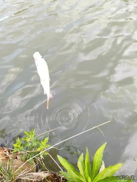 双色角鱼钓获 淮安市 0.01kg