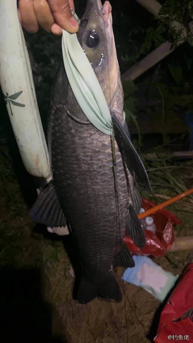 双色角鱼钓获 怀化市 9kg
