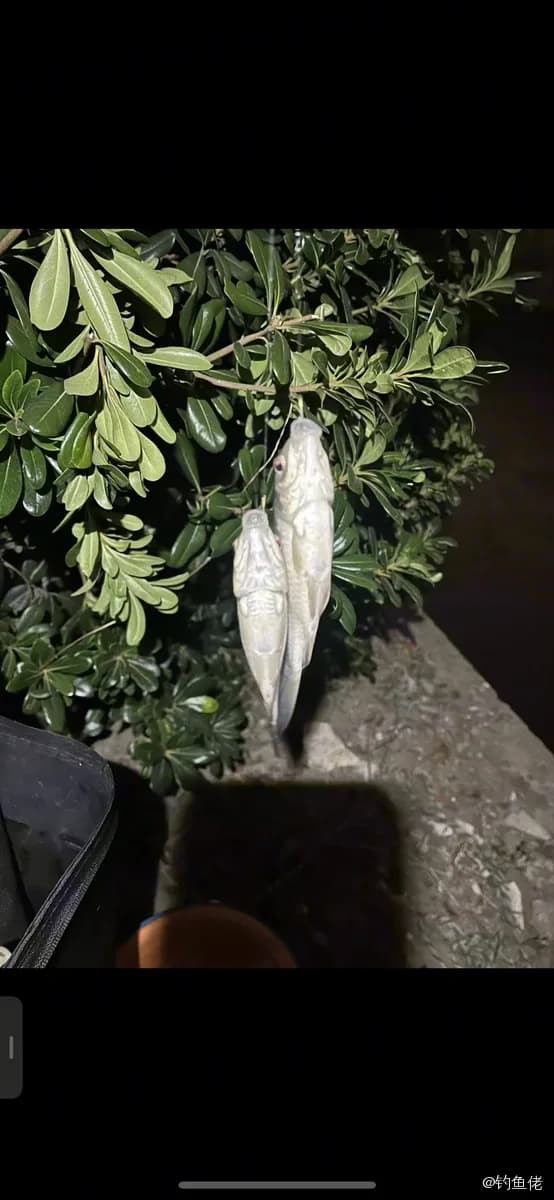 双须骨舌鱼钓获 合肥市 2kg