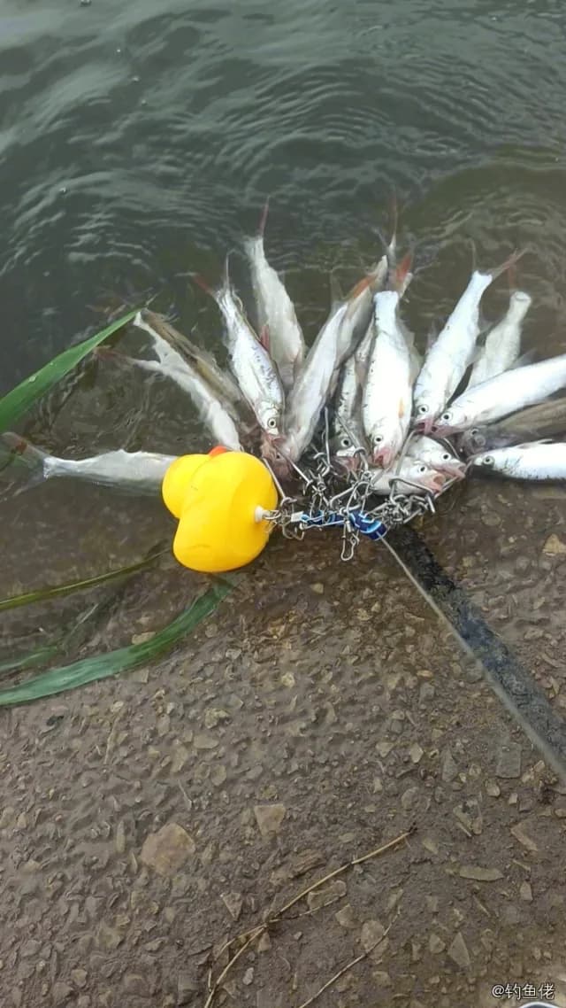 丝鳍海鲇钓获 哈尔滨市 0.3kg