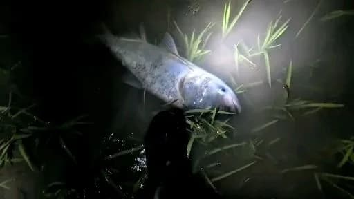丝鳍海鲇钓获 南充市 2kg