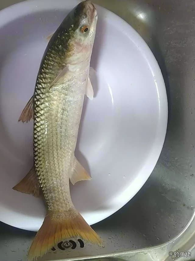 四线笛鲷钓获 温州市 0.5kg