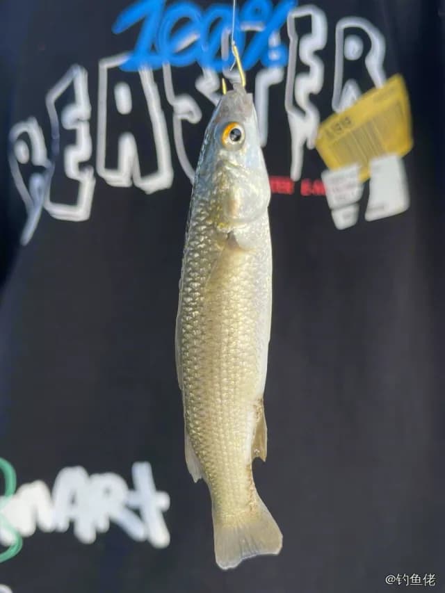 鮻鱼钓获 上海市 0.2kg