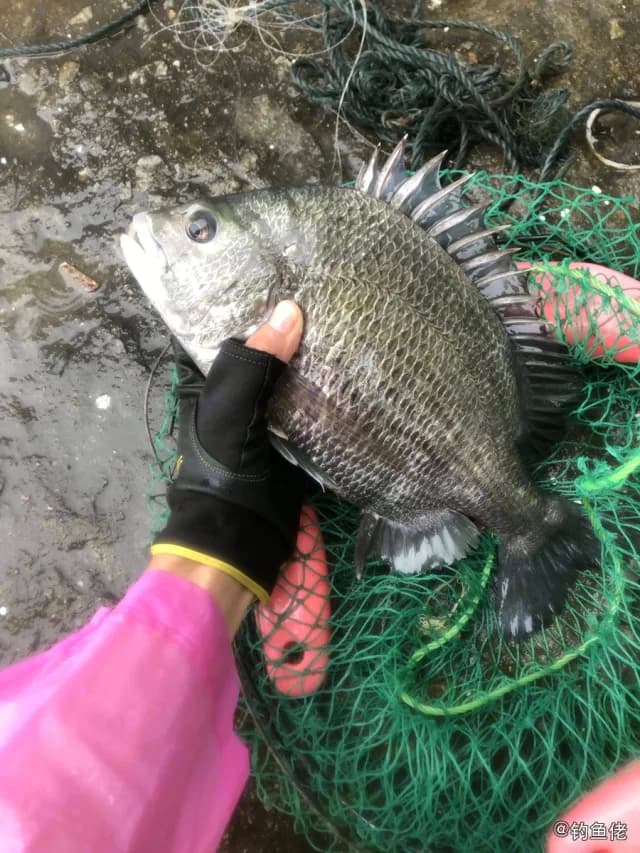太平洋棘鲷钓获 厦门市 1.6kg