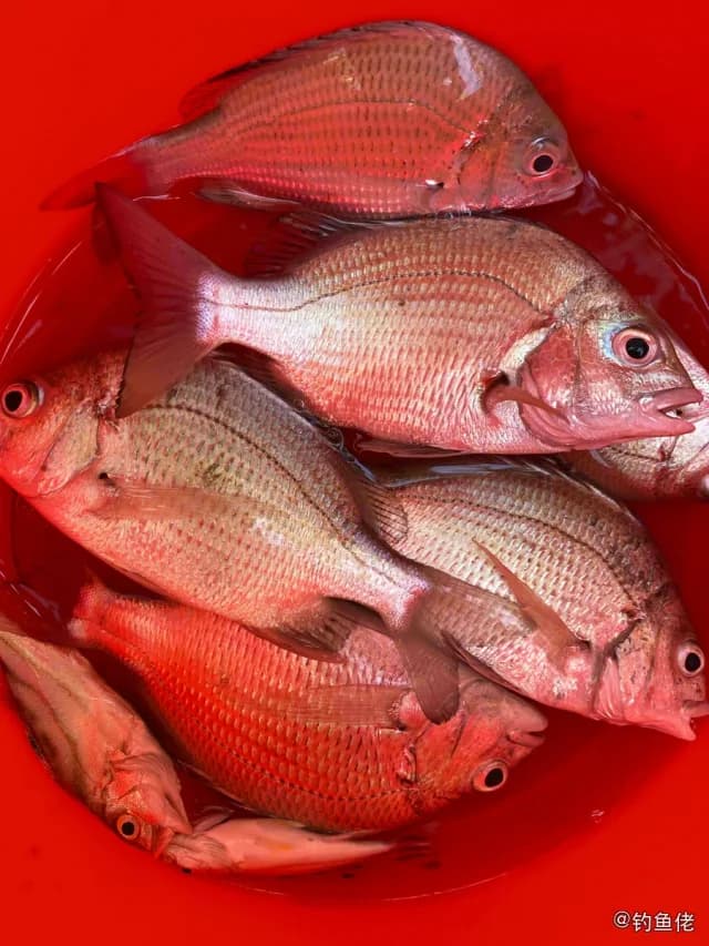太平洋棘鲷钓获 海南省 1.5kg
