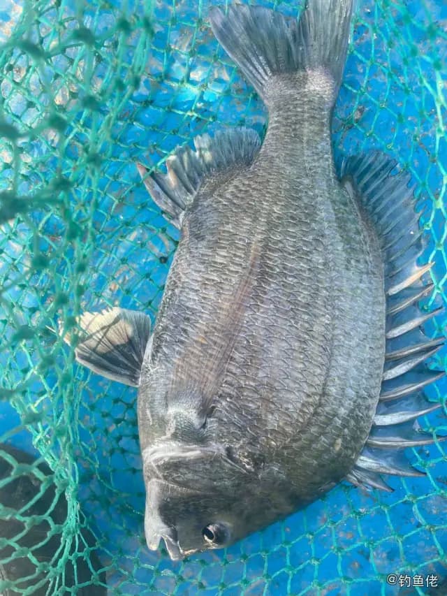 太平洋棘鲷钓获 漳州市 1.4kg