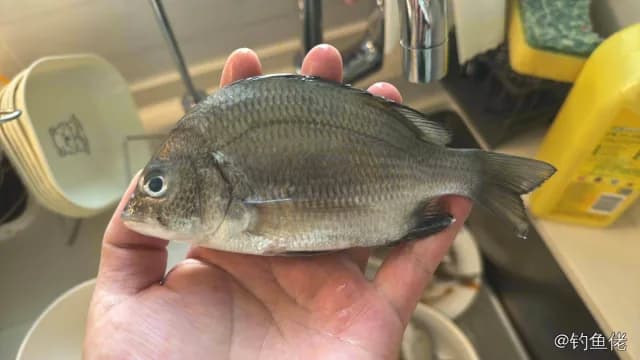 太平洋棘鲷钓获 北京市 0.5kg