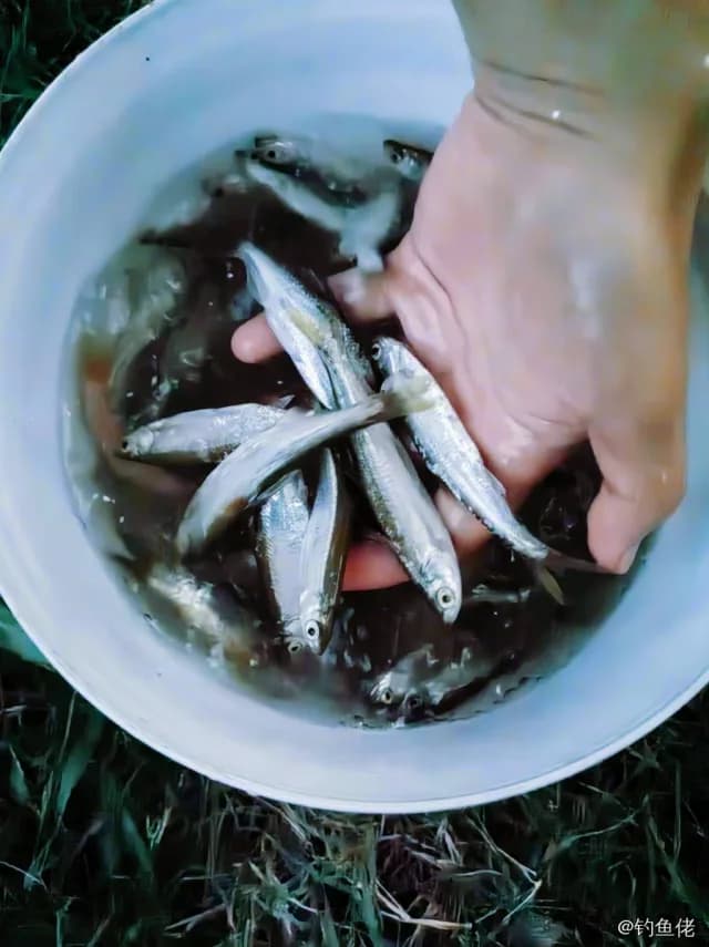 太平洋玉筋鱼钓获 邯郸市 0.1kg