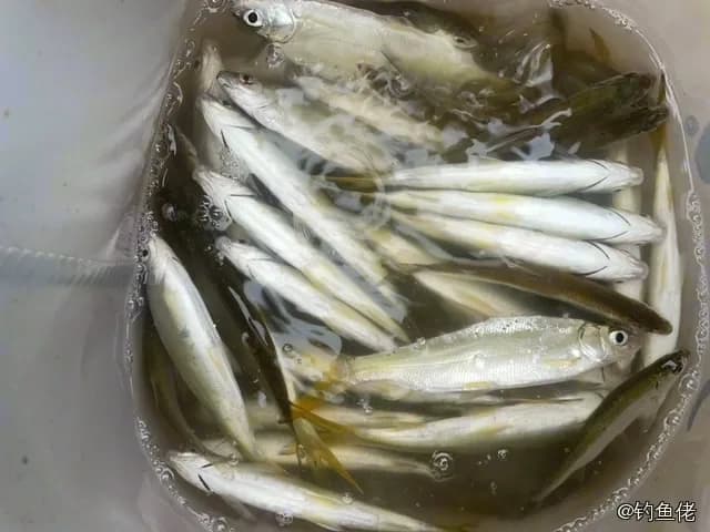 太平洋玉筋鱼钓获 邵阳市 0.1kg
