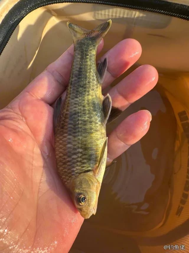 台湾光唇鱼钓获 南昌市 0.1kg