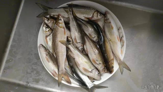 台湾光唇鱼钓获 景德镇市 0.1kg