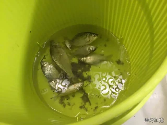 坦氏裸顶脂鲤钓获 廊坊市 4kg