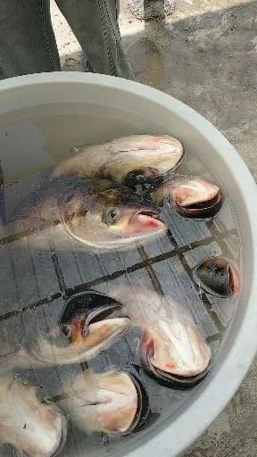 田中狮子鱼钓获 毕节市 2kg