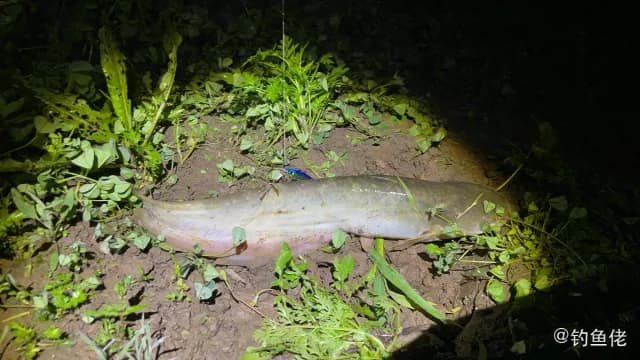 田中狮子鱼钓获 武汉市 0.9kg