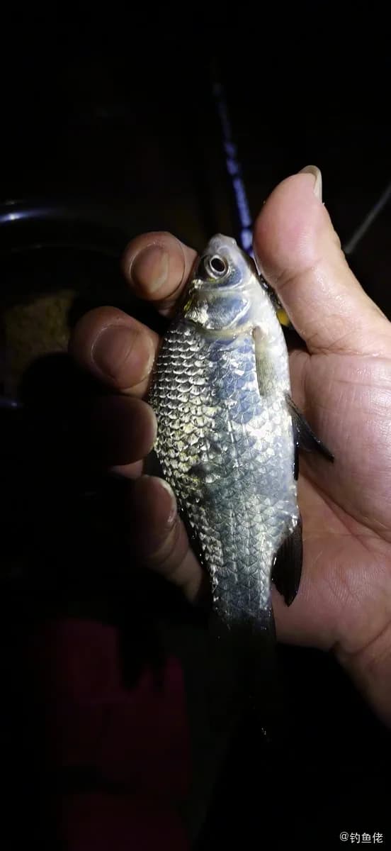 条纹鲮脂鲤钓获 江门市 0.1kg