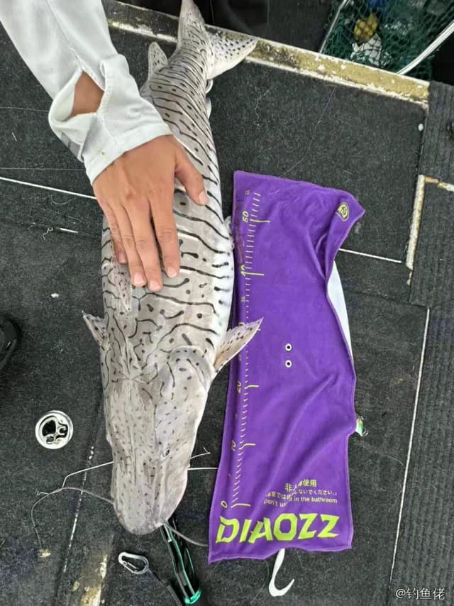 条纹鸭嘴鲇钓获 深圳市 15.5kg