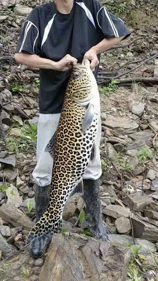 条纹鸭嘴鲇钓获 怀化市 9kg