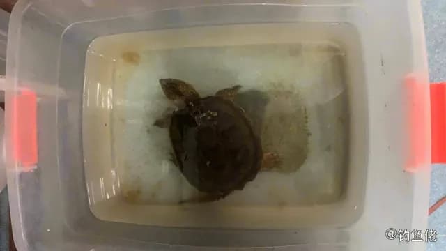 条纹鸭嘴鲇钓获 上海市 1.7kg