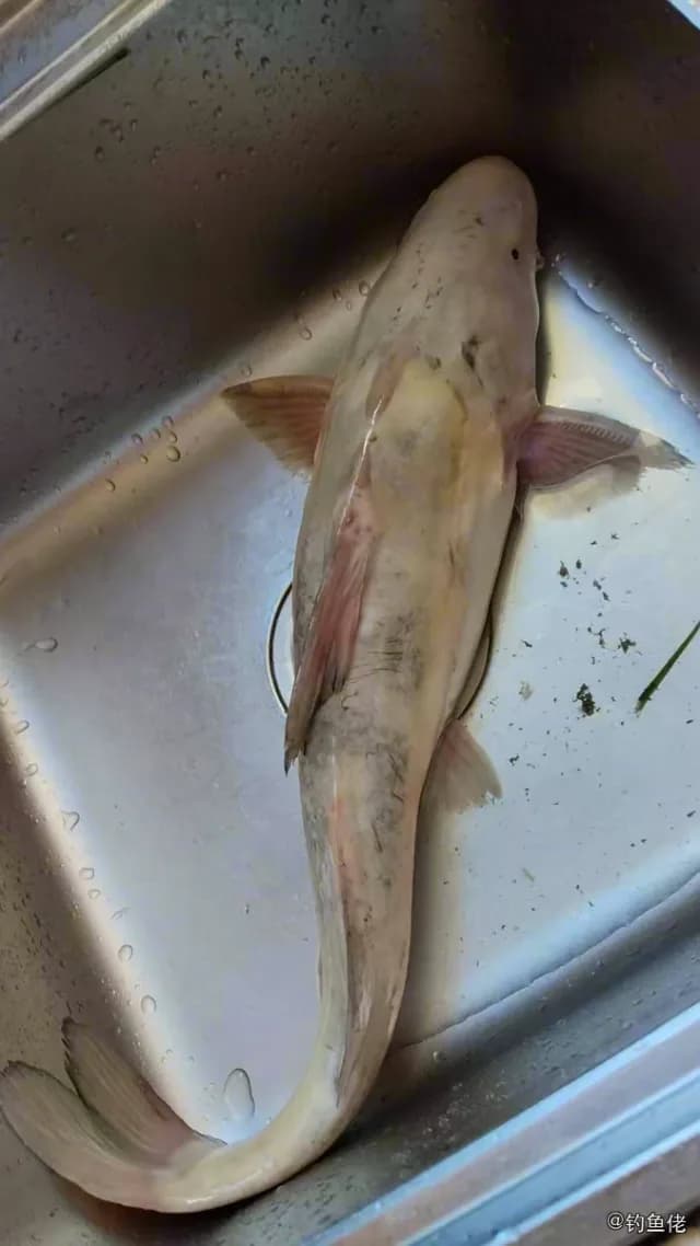 条纹鸭嘴鲇钓获 上海市 2.5kg