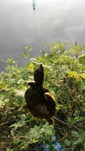 图丽鱼钓获 西安市 0.5kg