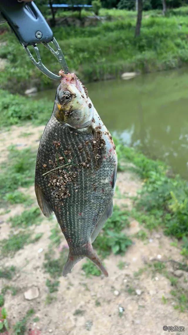 团头鲂钓获 岳阳市 4kg