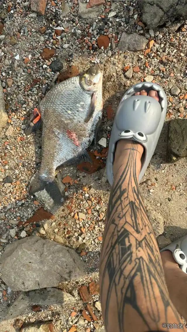 团头鲂钓获 武汉市 4kg