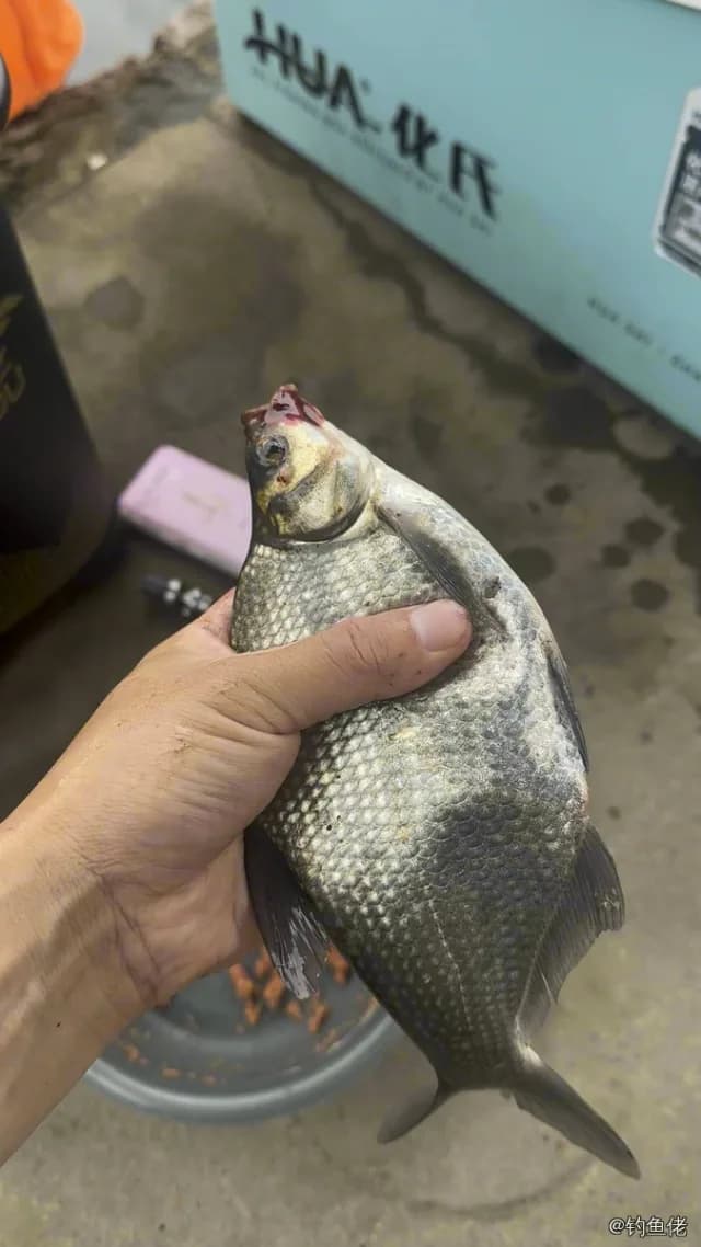 团头鲂钓获 绍兴市 0.5kg