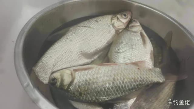团头鲂钓获 德州市 3.6kg