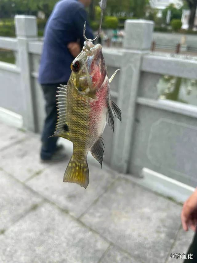 驼背太阳鱼钓获 潮州市 0.2kg