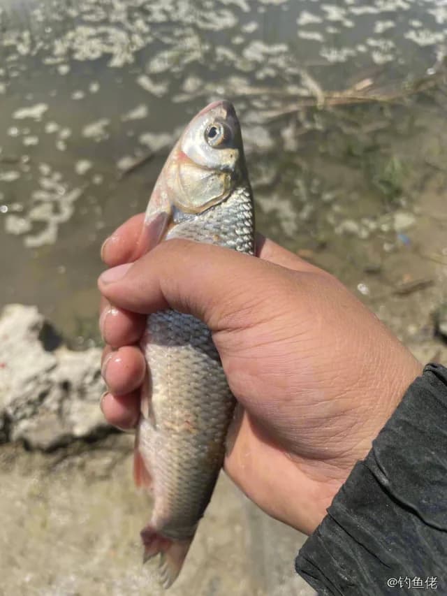 瓦氏雅罗鱼钓获 张家口市 0.03kg