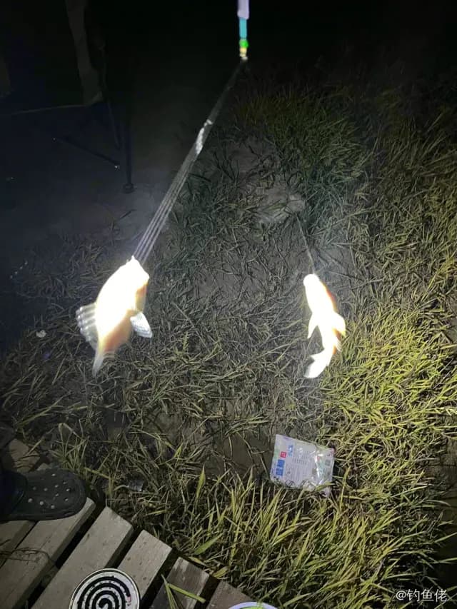 吻鲈钓获 镇江市 0.03kg