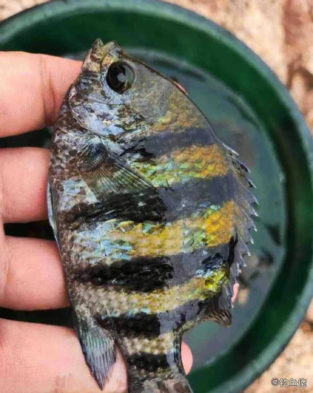 五带豆娘鱼钓获 衡水市 0.1kg