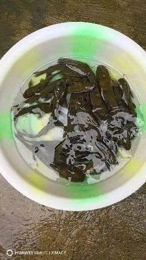 乌鳢钓获 宜宾市 3kg