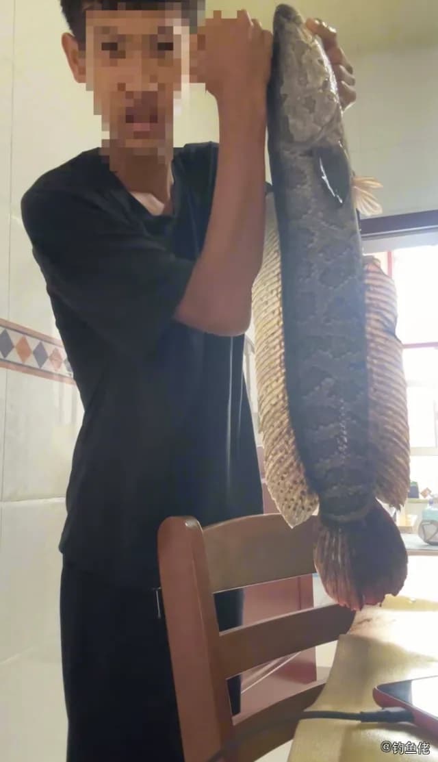 乌鳢钓获 沧州市 3kg