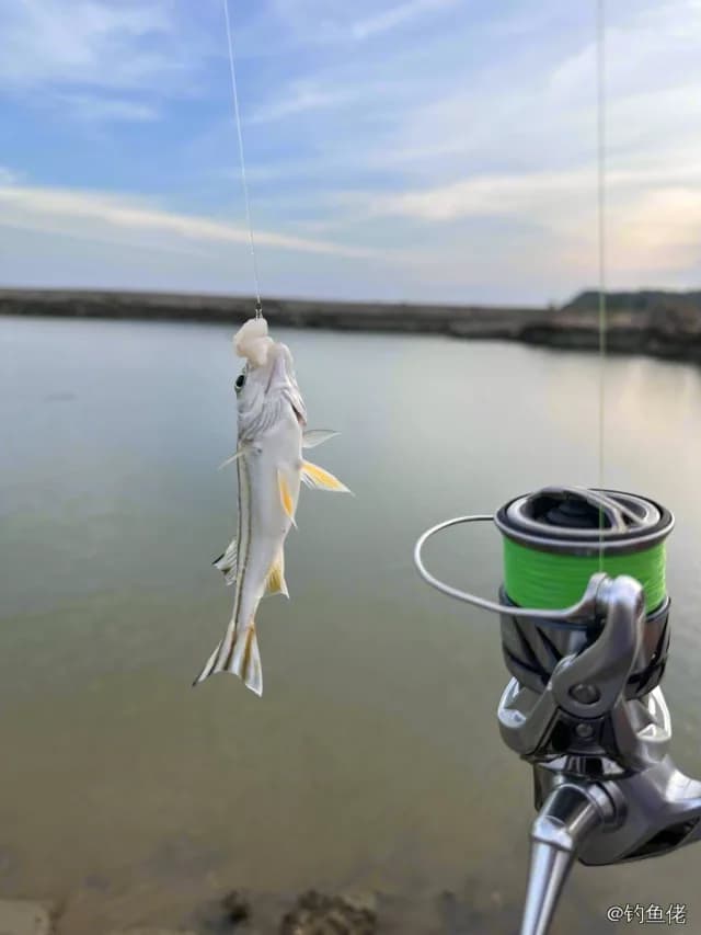 细鳞鯻钓获 阳江市 0.08kg