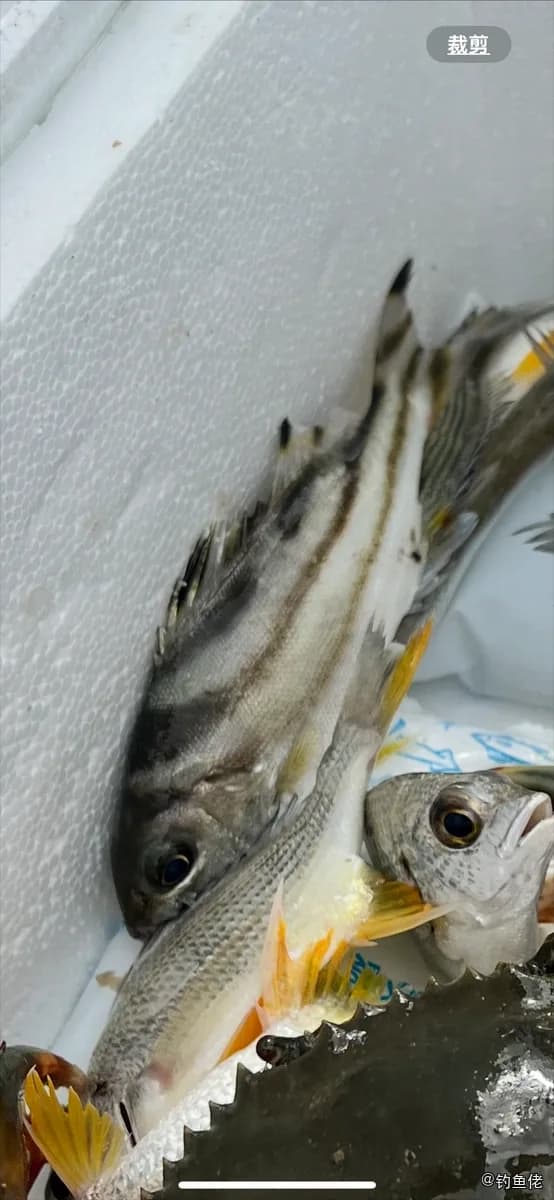 细鳞鯻钓获 汕头市 0.64kg