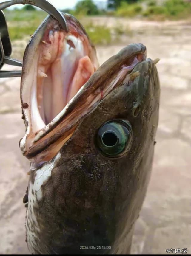 线鳢钓获 深圳市 6kg