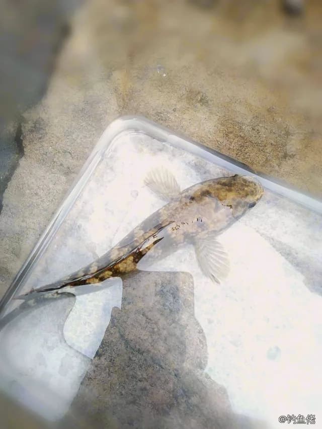 线鳢钓获 梅州市 6kg