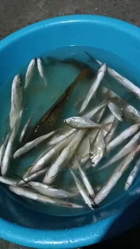 香鱼钓获 怀化市 0.05kg