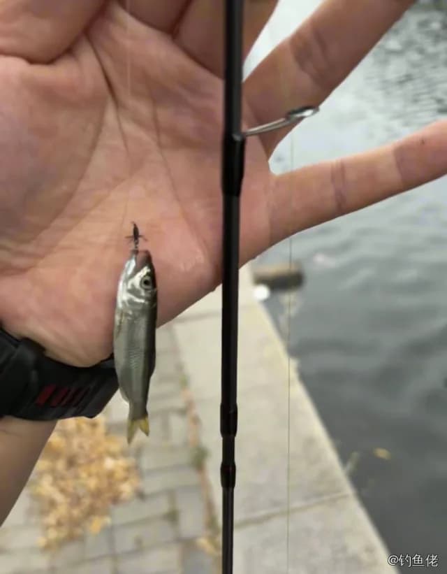 香鱼钓获 沈阳市 0.05kg