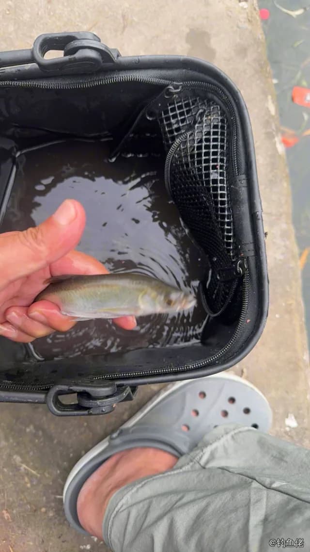 香鱼钓获 上海市 0.05kg
