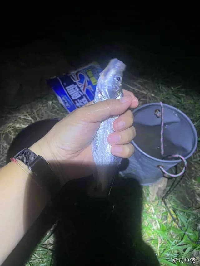 小黄鱼钓获 上海市 0.1kg