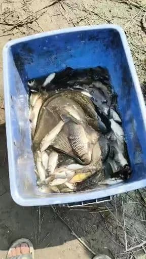 小黄鱼钓获 合肥市 0.1kg