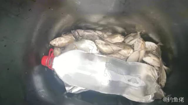 星斑篮子鱼钓获 汕尾市 35.5kg