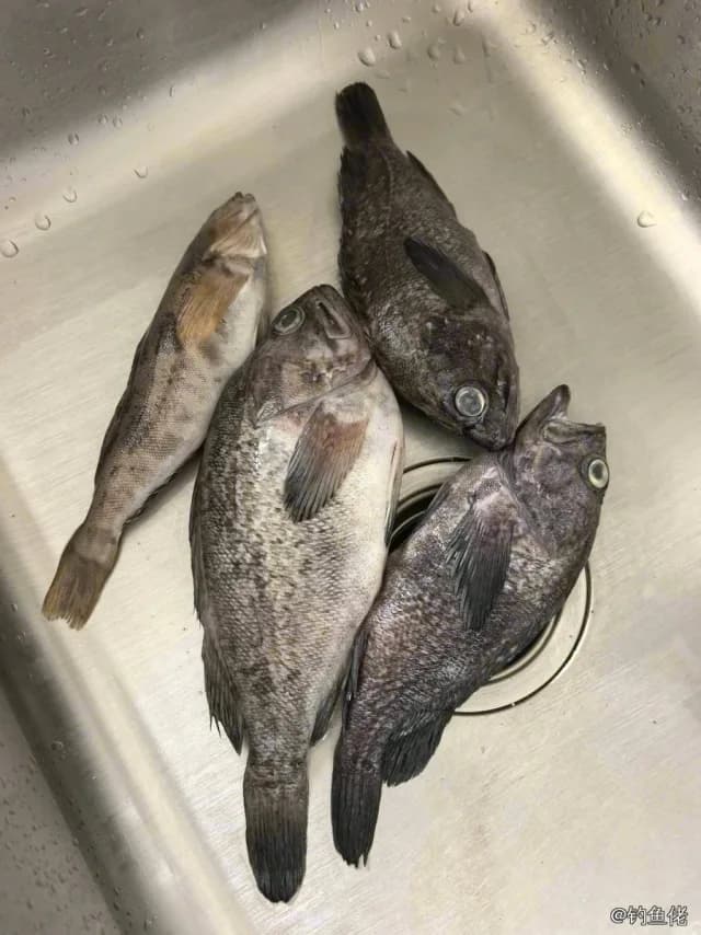 许氏平鲉钓获 北京市 0.5kg