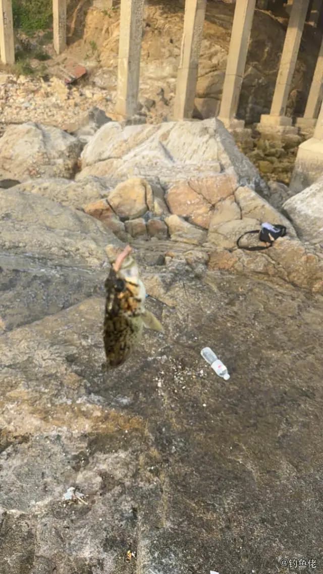 许氏平鲉钓获 威海市 0.1kg