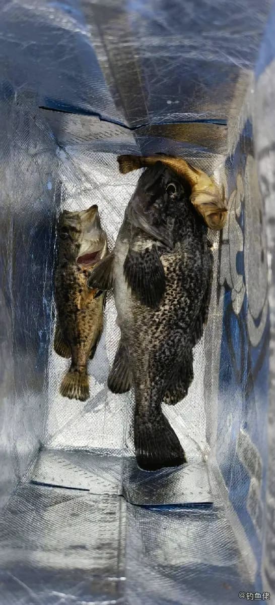许氏平鲉钓获 大连市 1kg