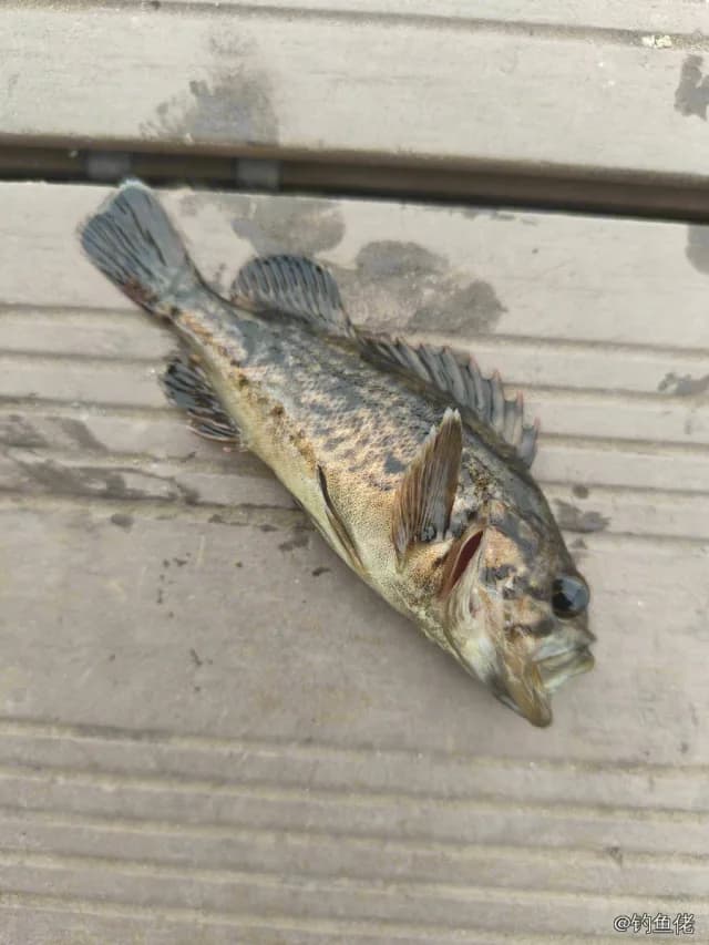 许氏平鲉钓获 大连市 0.5kg